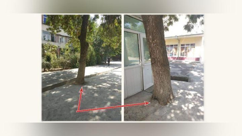 Изрображение 'На Юнусабаде спасли от гибели залитые в бетон деревья'