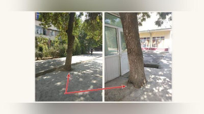 Изрображение 'На Юнусабаде спасли от гибели залитые в бетон деревья'