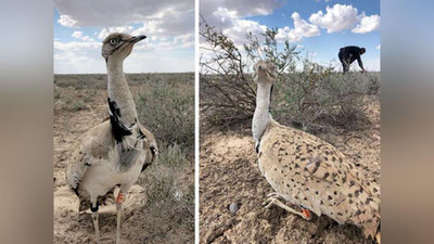 Изрображение 'В ПРИАРАЛЬЕ НА ВОЛЮ ВЫПУСТИЛИ ТЫСЯЧУ КРАСНОКНИЖНЫХ ПТИЦ'