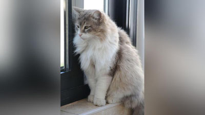 'Saudiya Arabistonida jonivorlarga ziyon etkazuvchi operasiyalar taqiqlandi'ning rasmi