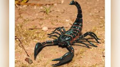 'Мисрни ёмғирдан кейин чаён босди. Ҳалок бўлганлар бор...'ning rasmi