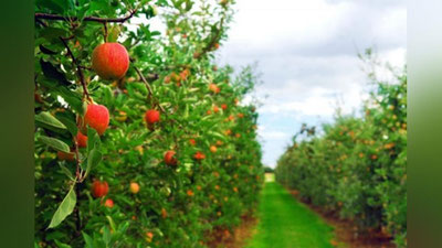 '2018 йилда Ўзбекистонда 7,4 минг гектар майдонда интенсив боғ яратилади'ning rasmi