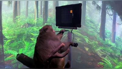 Изрображение 'На Илона Маска подали в суд за жестокие эксперименты с обезьянами (видео)'