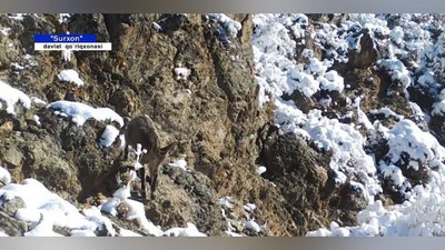 Изрображение 'В Минприроды показали кадры с фотоловушек из заповедников (видео)'