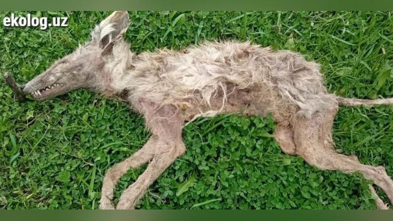 Изрображение '"Чупакабру" в Кашкадарье экологи опознали как лисенка'