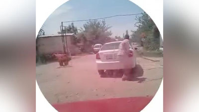 Изрображение 'Медведь, проникший в кишлак в Сурхандарье, был застрелен (видео)'