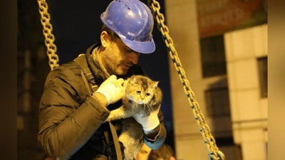 Изрображение 'В Турции приостановили снос бизнес-центра из-за котов (видео)'