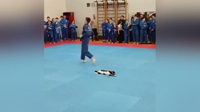 Изрображение 'Невозмутимый кот стал героем соревнований по боевым искусствам в Витебске (видео)'