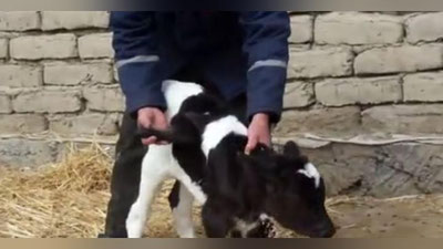 Изрображение 'В Самаркандской области появился на свет "крылатый" теленок (видео)'