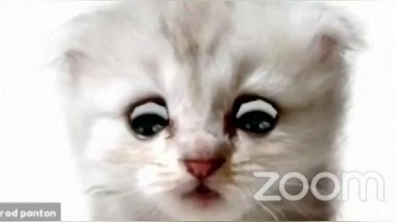 Изрображение 'Юрист из Техаса очаровал американцев, появившись в суде в образе кота (видео)'