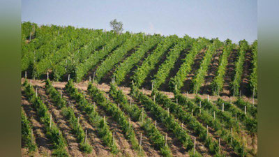 'Sirdaryo viloyatida “Bir million daraxt” aksiyasiga start berildi (Video)'ning rasmi