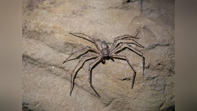 Изрображение 'Гигантский паук перепугал министра на брифинге в Австралии (видео)'