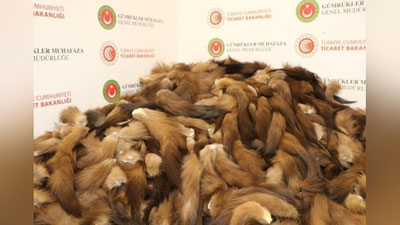 'Туркияда ўзбекистонлик 10 мингта тулки думи билан қўлга тушди'ning rasmi