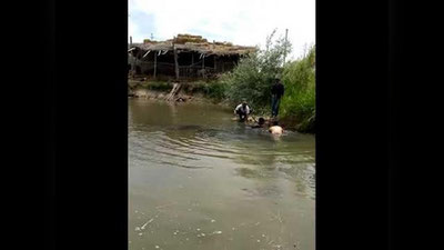 'Sirdaryoda ikki metrli baliq tutildi (video)'ning rasmi