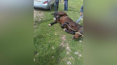 'Тошкент вилоятида Нексия ҳайдовчиси отни юргизиб кетаётган 18 ёшли йигитни уриб юборди (фото)'ning rasmi