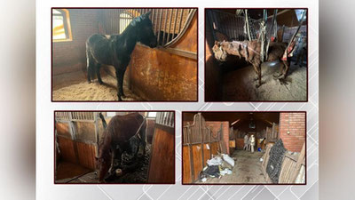 Изрображение 'В частной конюшне в Ташкенте лошади умирали с голода: ГУВД и Нацгвардия расследует дело'