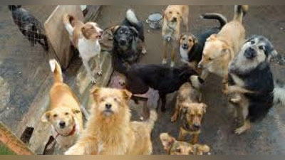 'Ko`ppaklar uchun qariyalar uyi 'ning rasmi