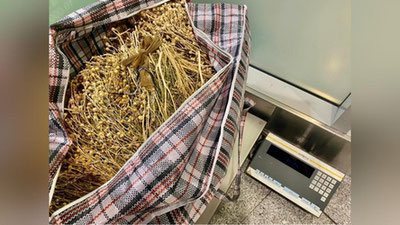 'Moskva eroportida uch nafar samarqandlik 44 kg isiriq bilan ushlandi'ning rasmi