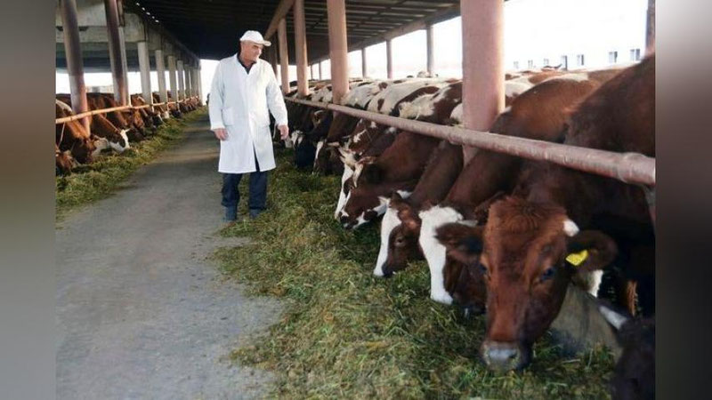 '⚡️Endi chorvadorlarga har bir nasldor qoramol uchun 2 mln so`m subsidiya beriladi'ning rasmi