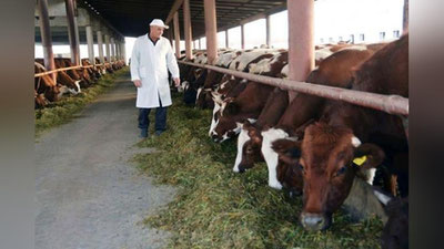 '⚡️Endi chorvadorlarga har bir nasldor qoramol uchun 2 mln so`m subsidiya beriladi'ning rasmi