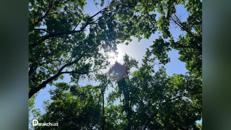 'Ertangi ob-havo ma`lumotlari e`lon qilindi. Unga ko`ra...'ning rasmi