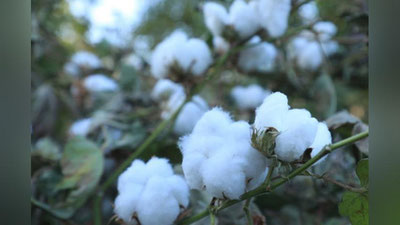 'O`zbekistonda paxta narxini pasaytirish taklif qilinmoqda'ning rasmi