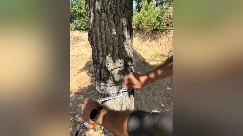 'Toshkentda tadbirkor daraxtlarni o`sishdan to`xtaydigan darajada shikastlantirdi'ning rasmi