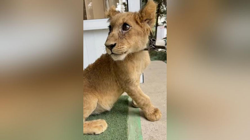 'Янгийўлдаги хонадонларнинг бирида нотўғри шароитда боқилаётган шер боласи аниқланди (видео)'ning rasmi