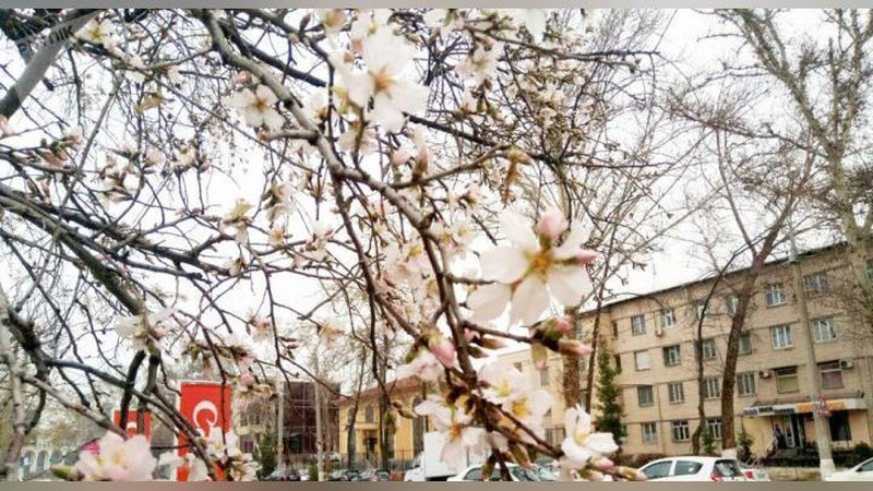 '8 mart, bayram kuni ob-havo qaerda qanday bo`lishi e`lon qilindi'ning rasmi