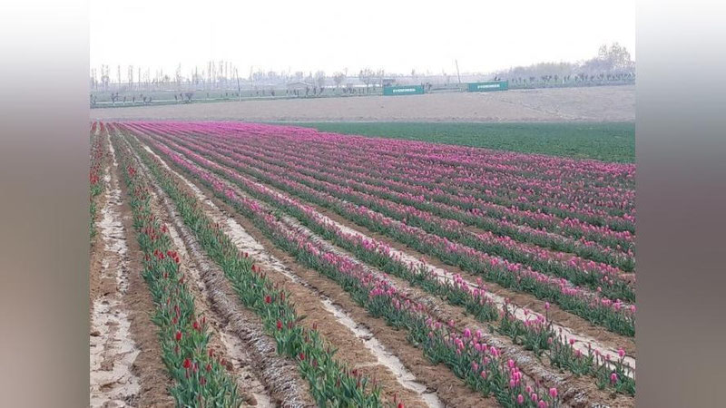 'Kelgusi yildan OTMlarda Gulchilik magistratura mutaxassisligi bo`yicha kadrlar tayyorlanadi'ning rasmi