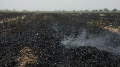 'Surxondaryoda g`alladan bo`shagan erlarni yoqib yuborgan fermer xo`jaliklari aniqlandi'ning rasmi