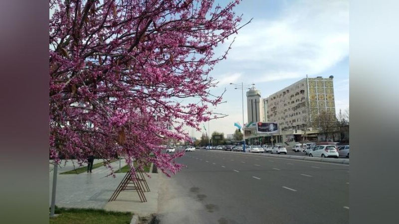 'Bugun O`zbekistonda havo 33° gacha isiydi'ning rasmi