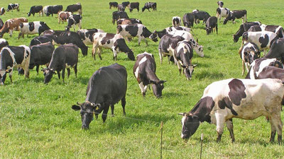 'Андижонда қорамолларда янги касаллик тарқалдими?'ning rasmi