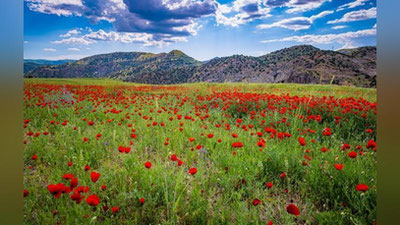 'Эртага Ўзбекистонда ҳаво ҳарорати 35 даражага кўтарилади'ning rasmi