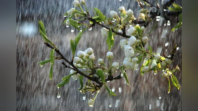 'Ertaga havo o`zgarib, ba`zi joylarda yomg`ir yog`ishi mumkin'ning rasmi