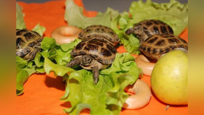 Изрображение 'В Самаркандской области выпустили на волю 30 детенышей среднеазиатских черепах'