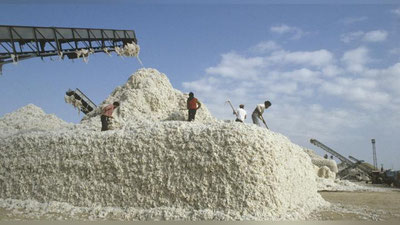 'Bu yil O`zbekistonda qancha paxta xosili yig`ib olingani ma`lum qilindi'ning rasmi