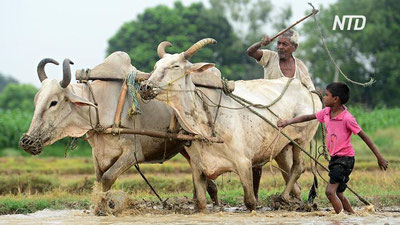 'Hindistonda anomal issiqlik va qurg`oqchilik hukm surmoqda'ning rasmi