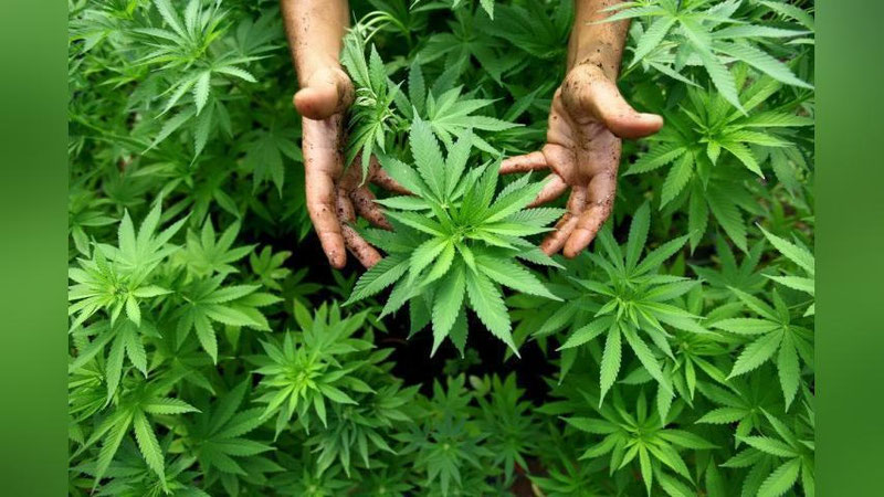 '​2 TUP «NAShA»DAN HOSIL OLOLMADI'ning rasmi