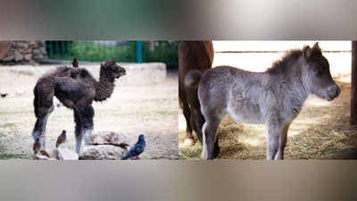 Изрображение 'Пополнение в Ташкентском зоопарке: верблюжонок и пони (видео)'