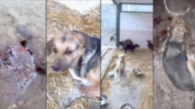 'Toshkent viloyatida fuqaro 25 dona itni so`yish uchun saqlagani aniqlandi'ning rasmi