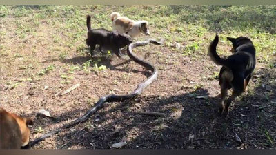 'Tailandda itlar egasini kobradan qutqardi (Video)'ning rasmi
