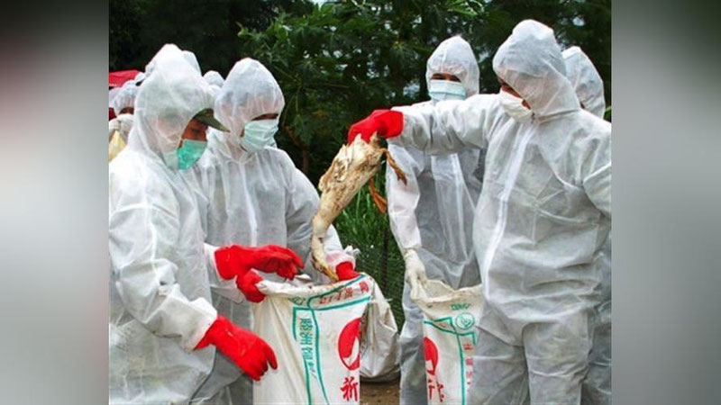 '17 та ёввойи қушда H5N6 парранда гриппи билан касалланиш ҳолати аниқланди'ning rasmi