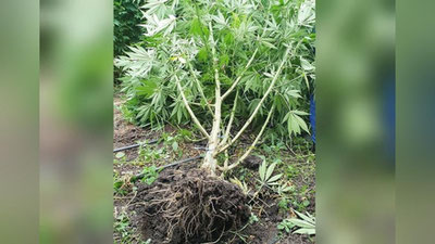 'G`allaorolda betonlar orasida "kannabis" saqlagan fuqaroga jinoiy ish qo`zg`atildi'ning rasmi