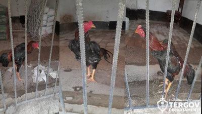 Изрображение 'В Ташкентской области задержали организатора петушиных боев'