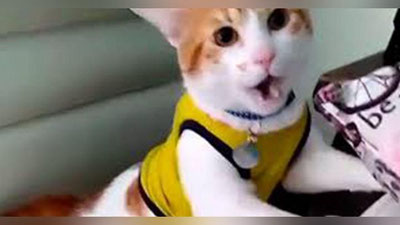 'Futbol muxlisi bo`lgan mushuk “Gol!” deb baqirishni o`rganib oldi (Video)'ning rasmi