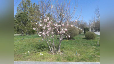 Изрображение 'С 6 АПРЕЛЯ В УЗБЕКИСТАНЕ НАЧНЕТСЯ ПОТЕПЛЕНИЕ'