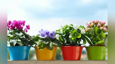 Изрображение 'КАКИЕ ДОМАШНИЕ ЦВЕТЫ ПРИНЕСУТ СЧАСТЬЕ, ЗДОРОВЬЕ И БОГАТСТВО'