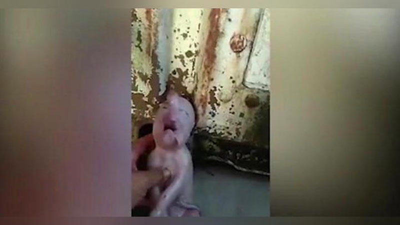 'Xitoyda odambashara cho`chqa bolasi tug`ildi (Video)'ning rasmi