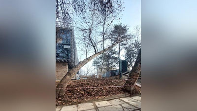 Изрображение '"Деревья представляли угрозу": в управлении экологии объяснили вырубку возле Анхора'